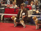 Beagle Ashton-Murphy vom Deistertal in Hannover